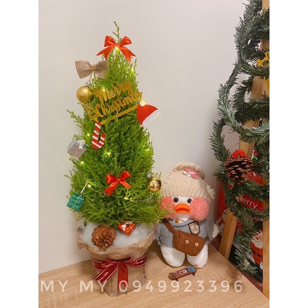 Cây tùng noel giáng sinh