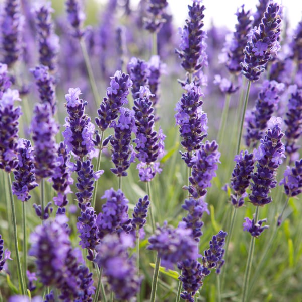 Hạt giống hoa oải hương (hoa lavender) - rau củ quả trồng chậu, sân vườn ban công nảy mầm cao 100 hạt
