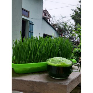(FREE SHIP) Hạt giống cỏ lúa mì