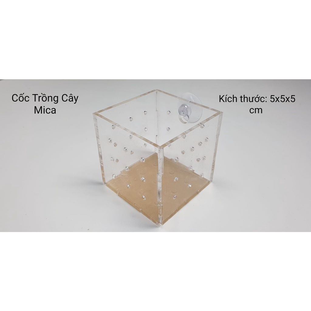 Box Trồng Cây Thủy Sinh Mica