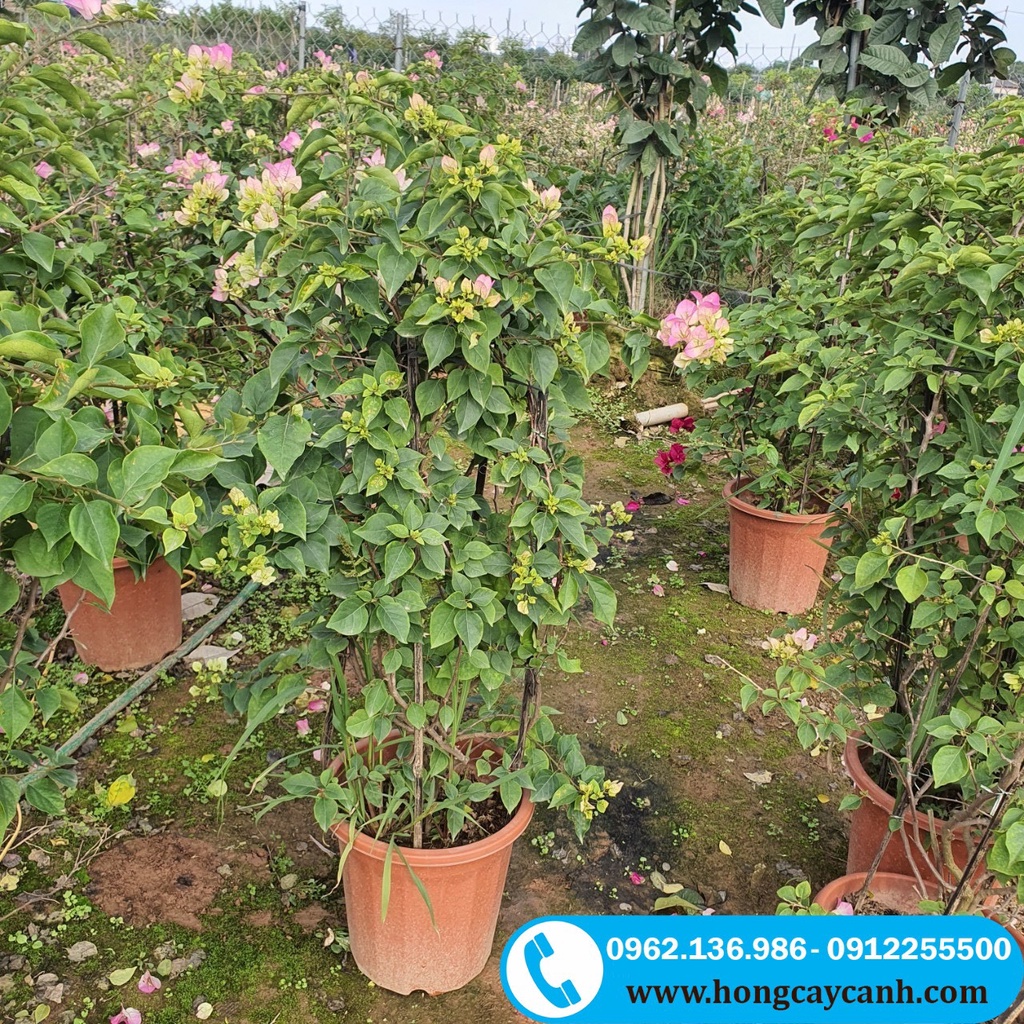 Hoa Giấy Nhật Bản II Hoa Giấy Sakura