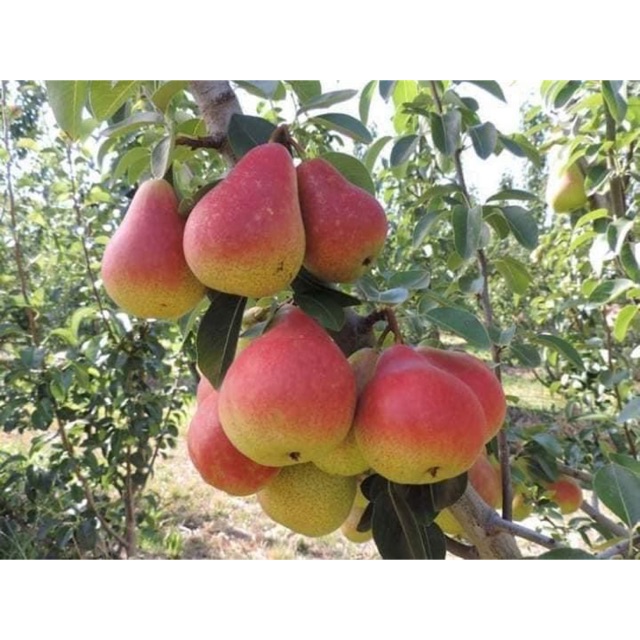 Cây Lê Hàn quốc