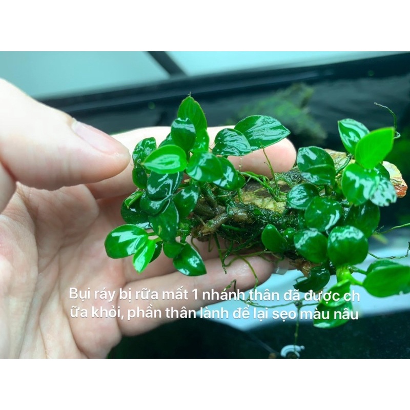 Dung dịch thuỷ sinh BLUE NANO phòng trị rữa thân ở ráy, bucep tương tự T Doctor