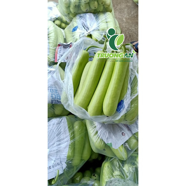 - BẦU XANH 1 TRÁI