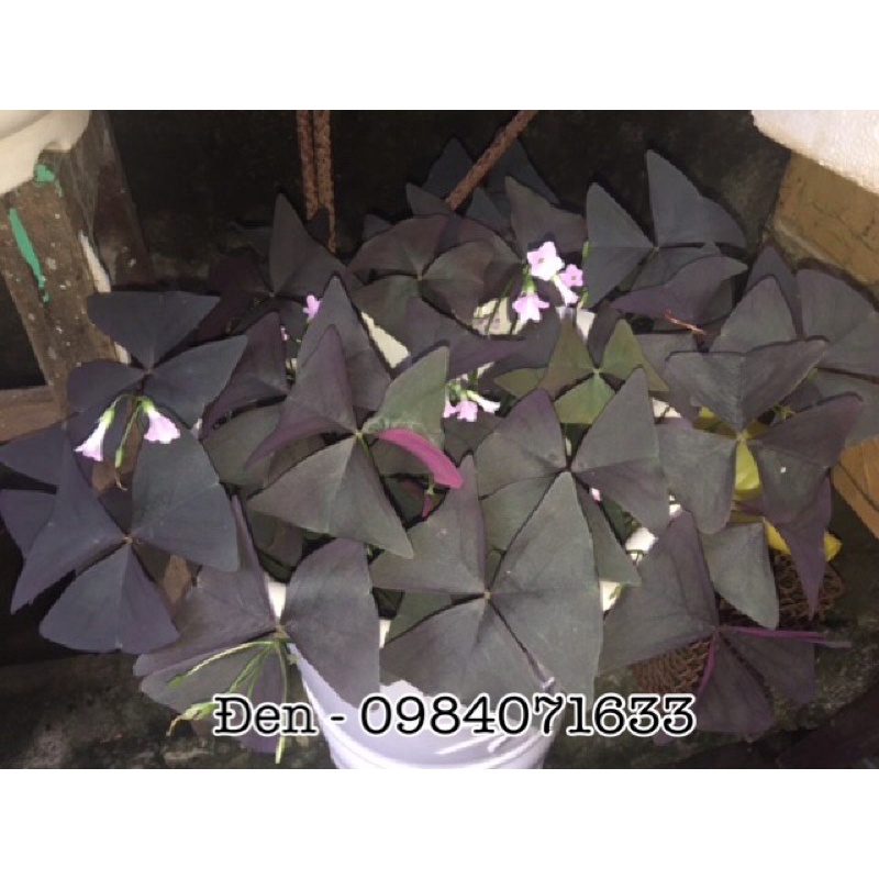 [Mã INCUBACK1416 hoàn 20K xu đơn 50K] Củ bướm đêm nhiều màu - oxalis triangularis