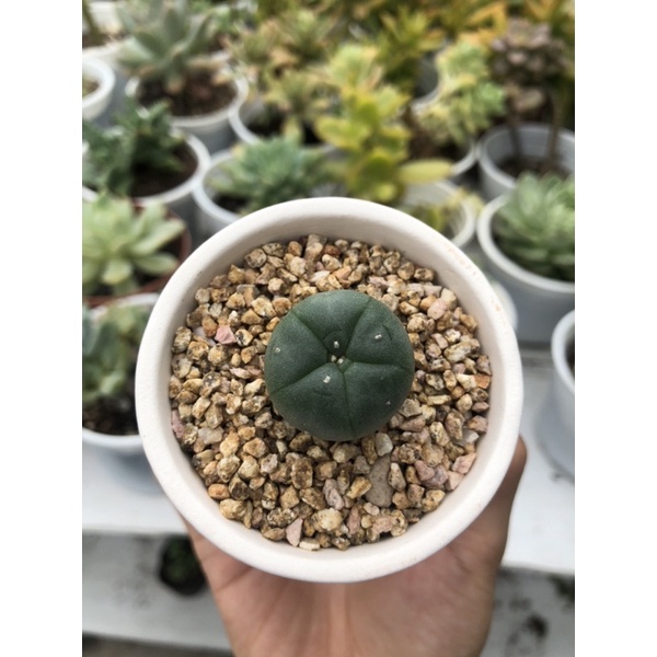 Xương rồng Lopho