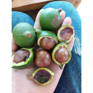 Hạt Macca tách nứt size nhỏ 0.5kg
