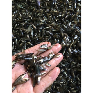 Mắm chua cá Bảy Trầu