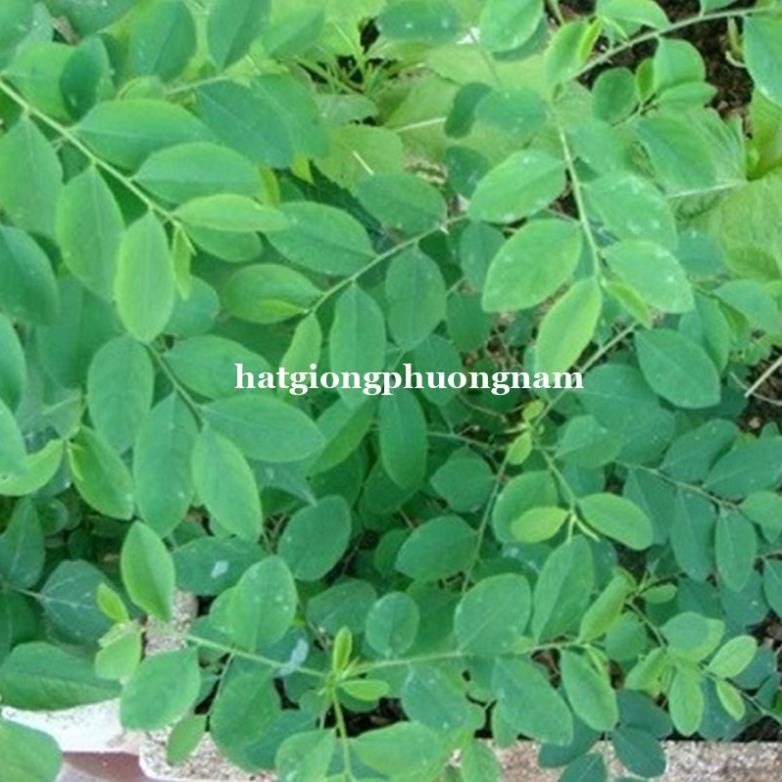 Cây giống rau ngót (rau bồ ngót) ngon ngọt - bồ ngót ta - chậu cây giống (tên khoa học Sauropus androgynus)