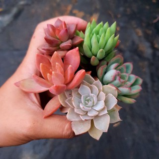 Combo 50 cây sen vỉ mix