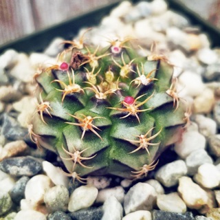 Cây con xương rồng gymno xanh (chưa rễ)