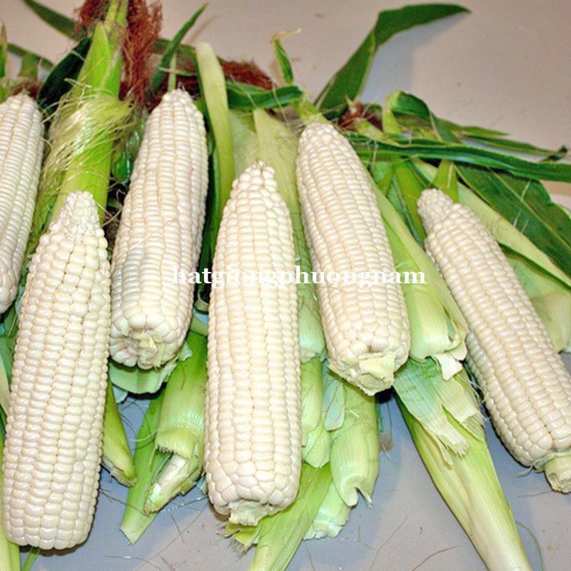 giống ngô nếp lai f1 HN 88 chất lượng ngon nhất Việt Nam gói50 hạt