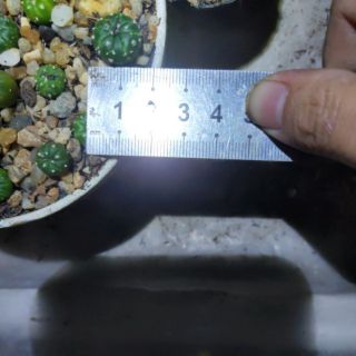 Xương rồng aster