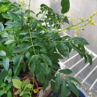 Cây cóc thái mới về, cây đẹp