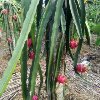 Cây giống thanh long ruột đỏ f1