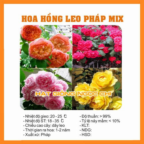 Hạt Giống Hoa Hồng Leo Pháp Mix - 20 Hạt