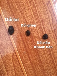 100 HẠT DỔI NẾP CỔ THỤ LOẠI 1