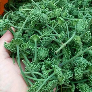 Nụ hoa tam thất khô 500g