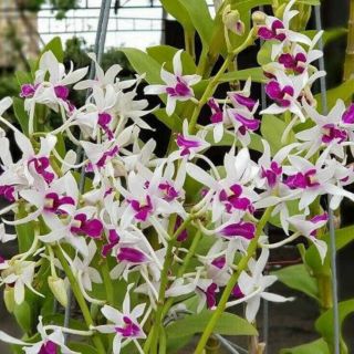 Combo 5loai lan hoa thơm cây giống con