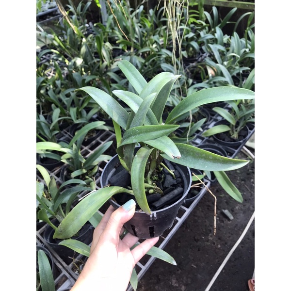 Hoa Lan Cattleya cánh sáp màu đỏ - chậu phi 12