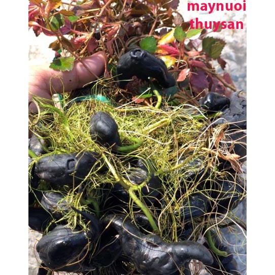 200 Cây ấu giống