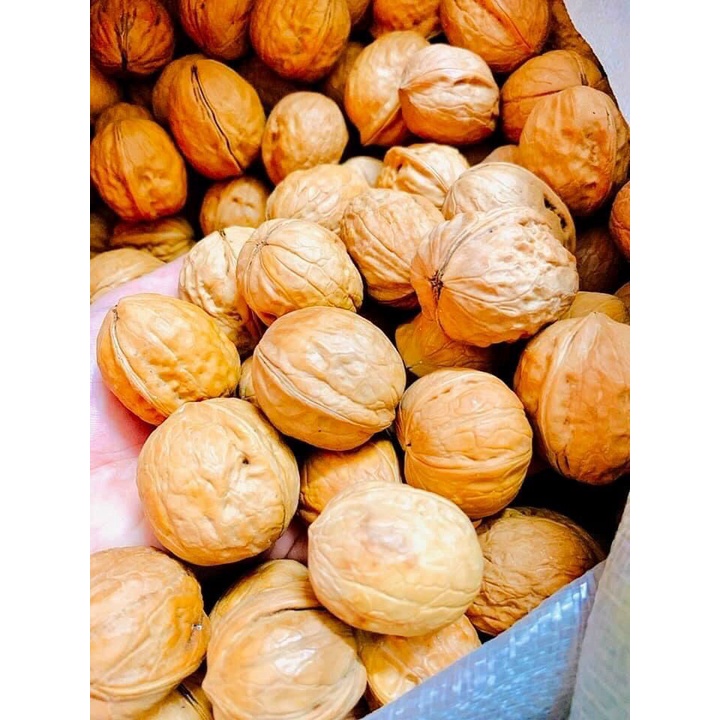 Cây giống quả Óc chó - Walnut