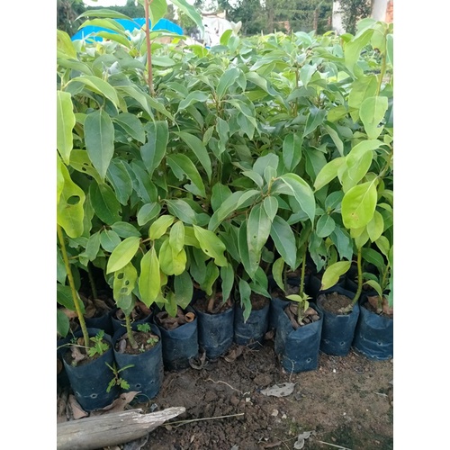Combo 2 cây xá xị  đẹp, chuẩn giống
