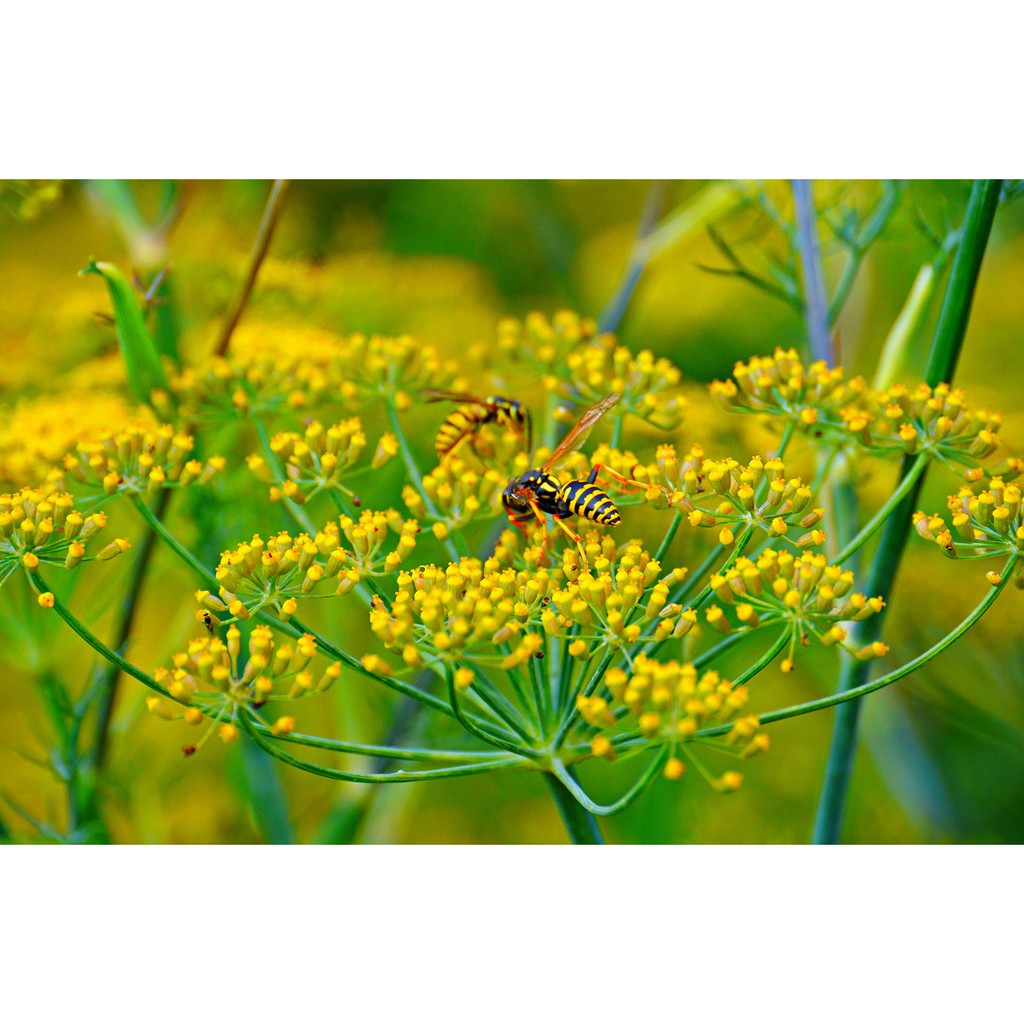 Bột Tiểu Hồi Ông Chà Và 35gr (Fennel)