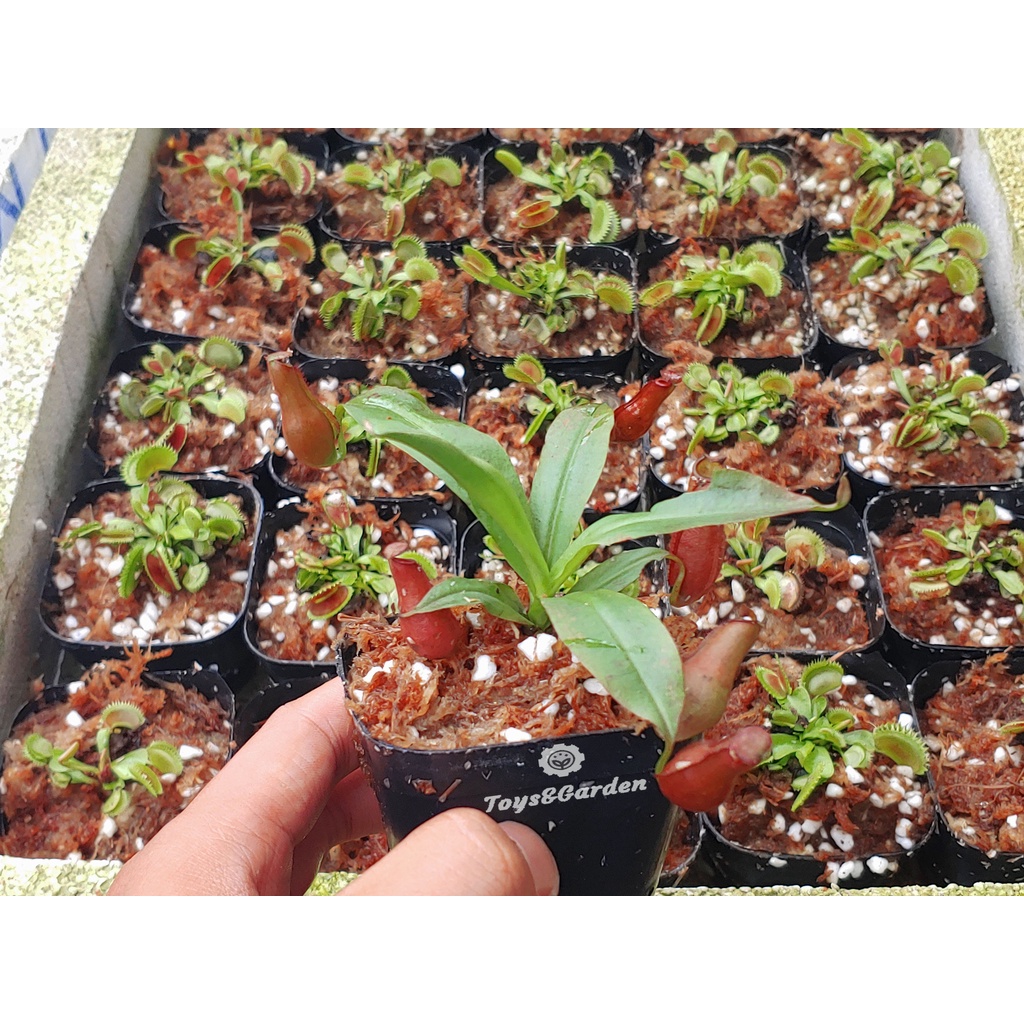 Cây Nắp Ấm Mira - Gra Đủ Size, Cây Ăn Thịt Côn Trùng, Cây Bắt Mồi