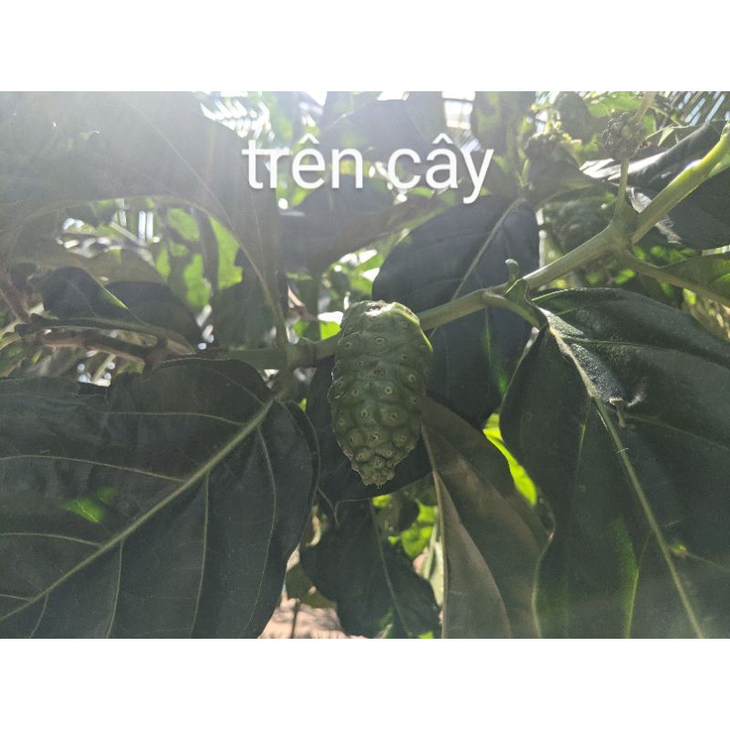 QUẢ NHÀU KHÔ PHAN RANG NINH THUẬN