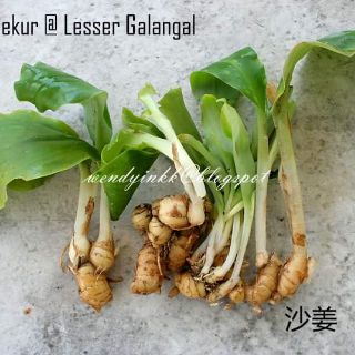 500gam củ địa liền tươi