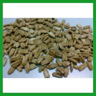 Hạt giống cây Bầu Sao
