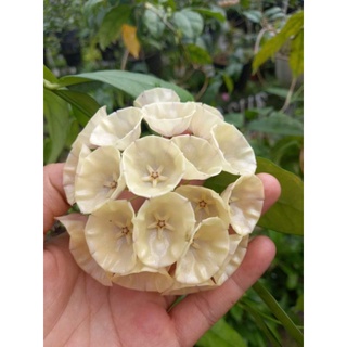 Cẩm cù chén trắng hoa thơm