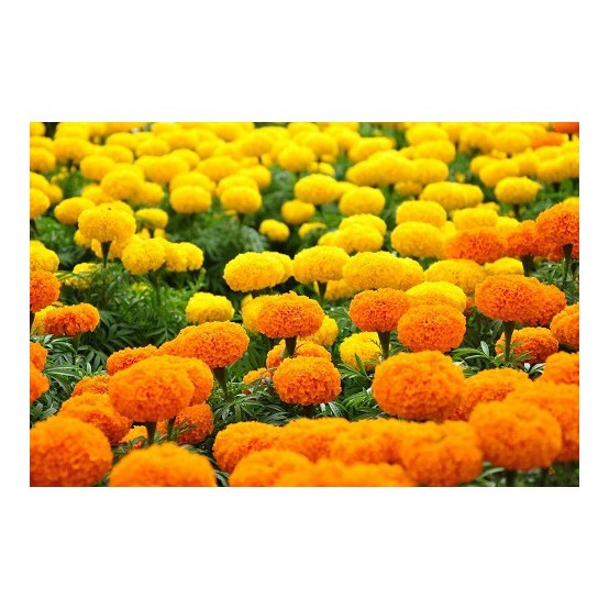 HẠT GIỐNG HOA VẠN THỌ PHÁP LÙN F1 NHIỀU MÀU 0.1gr