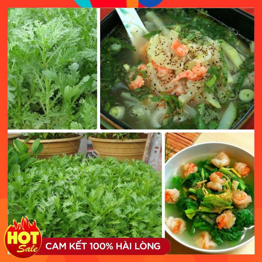 Hạt giống rau cải cúc Tẻ