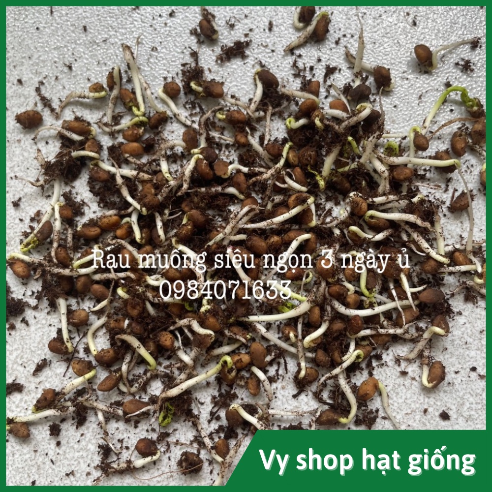 Hạt giống rau muống siêu ngọn Thái Lan gói 150 hạt