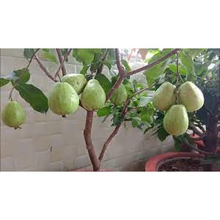 Cây Giống Ổi Lê Ruột Đỏ (chuẩn giống cây trồng)