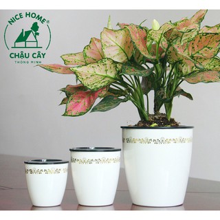 Chậu cây tự dưỡng thông minh - H011