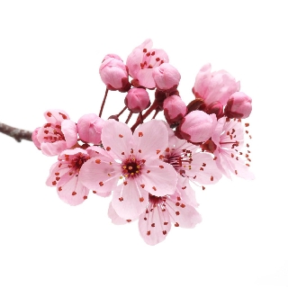 Tiệm tạp hóa Nhật Bản