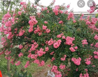 10 cây giống tường vi
