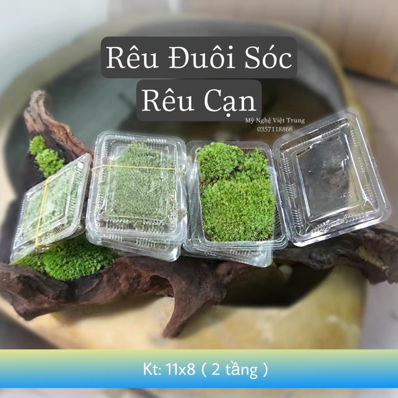 Rêu Đuôi Sóc Khô  Rêu Làm Tiểu Cảnh Đẹp