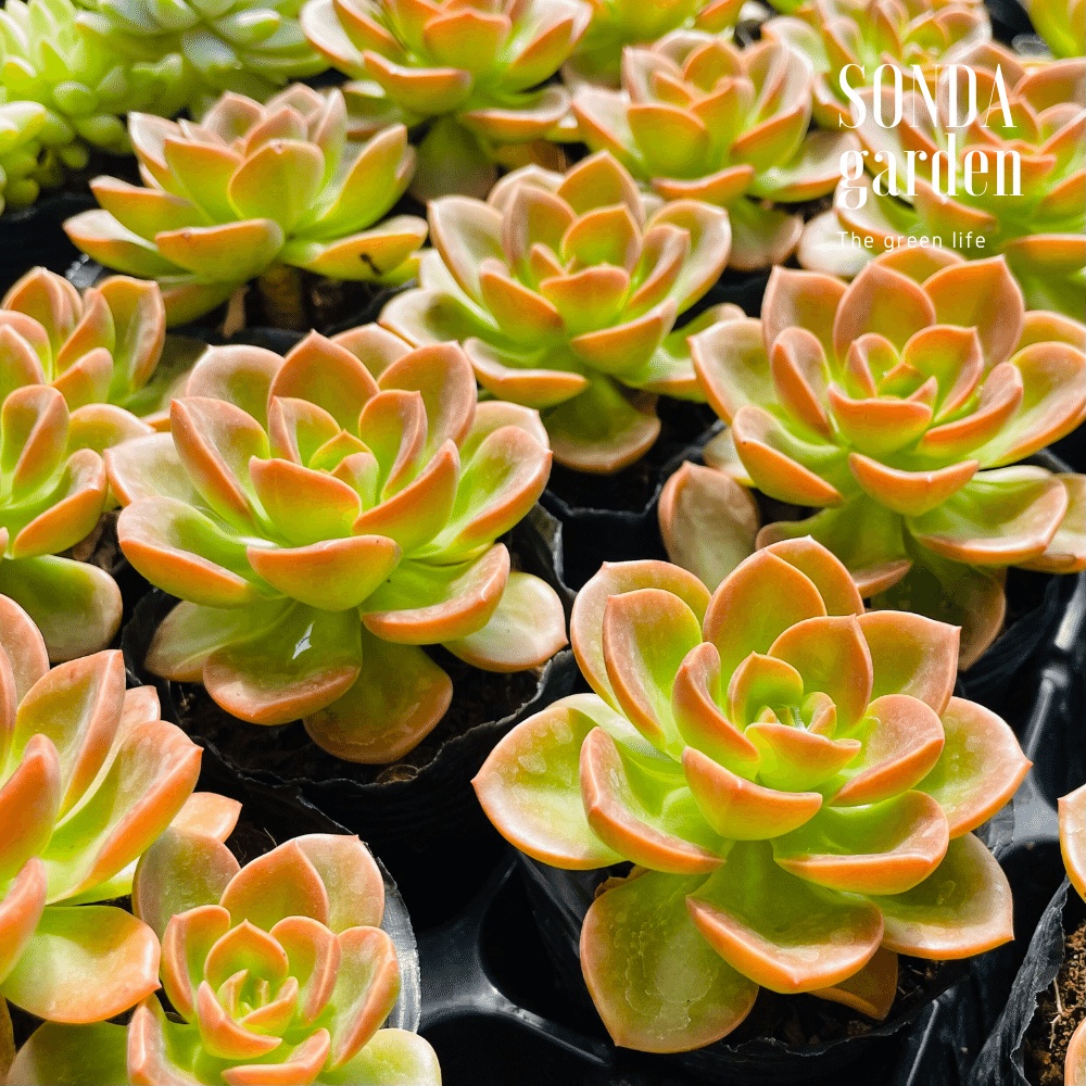 Sen đá nhật nguyệt SONDA GARDEN size bé 5-8cm, cây cảnh trang trí nhà cửa, lỗi 1 đổi 1