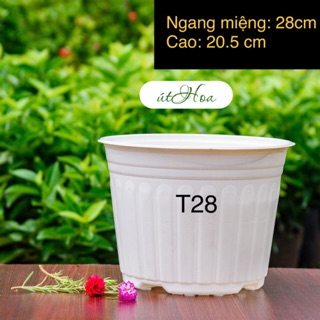 [ Sỉ từ 20 cái] Chậu nhựa Trắng T28 to bự
