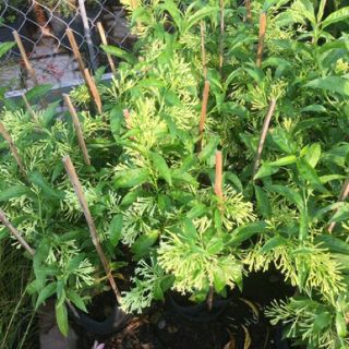 Cây 🌲 Dạ Lý Hương... siêu thơm... đang hoa