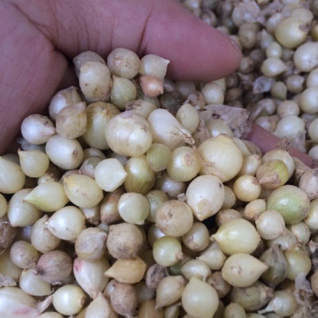 Hành tăm (củ nén) Nghệ An