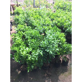 Combo 5 cây tắc  ( cây quất, cây hạnh )