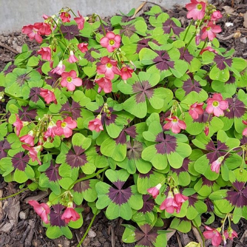 Củ hoa Oxalis  hỗn hợp nhiều màu bảo hành mặt hoa