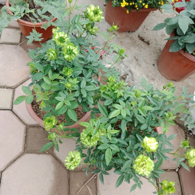 Hoa hồng  xanh siêu  nụ