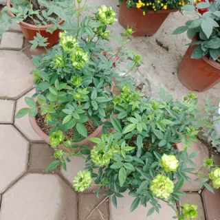 Hoa hồng  xanh siêu  nụ