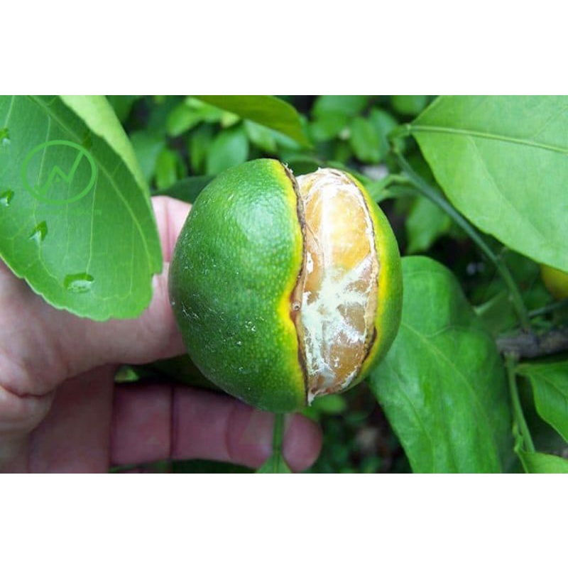 Phân Bón Lá Siêu Can Xi PROFARM- CANZINC : HẠN CHẾ NỨT/THỐI QUẢ VÀ NỨT/XÌ MỦ THÂN do thiếu Can xi
